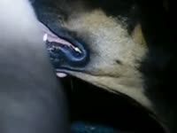 Doberman Cum Swallow